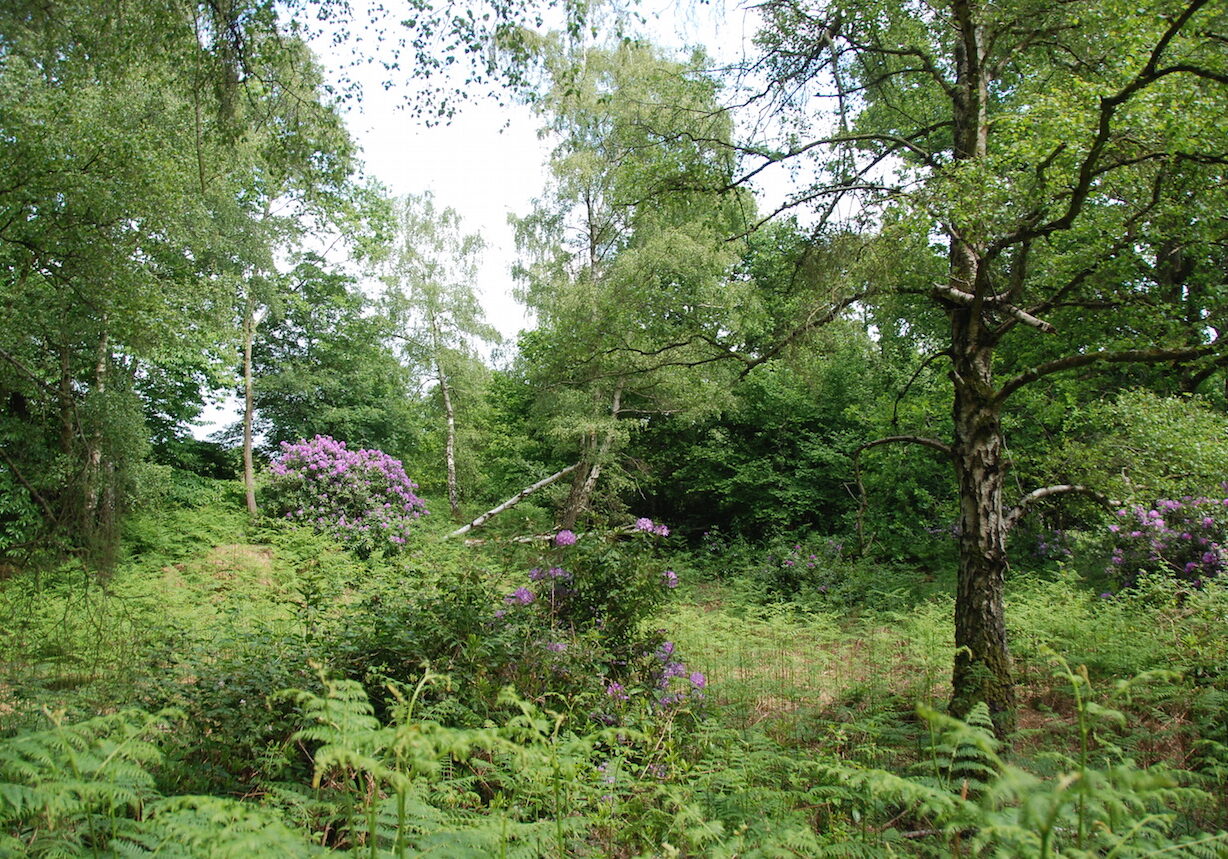 DSC_0106 DSC_0106