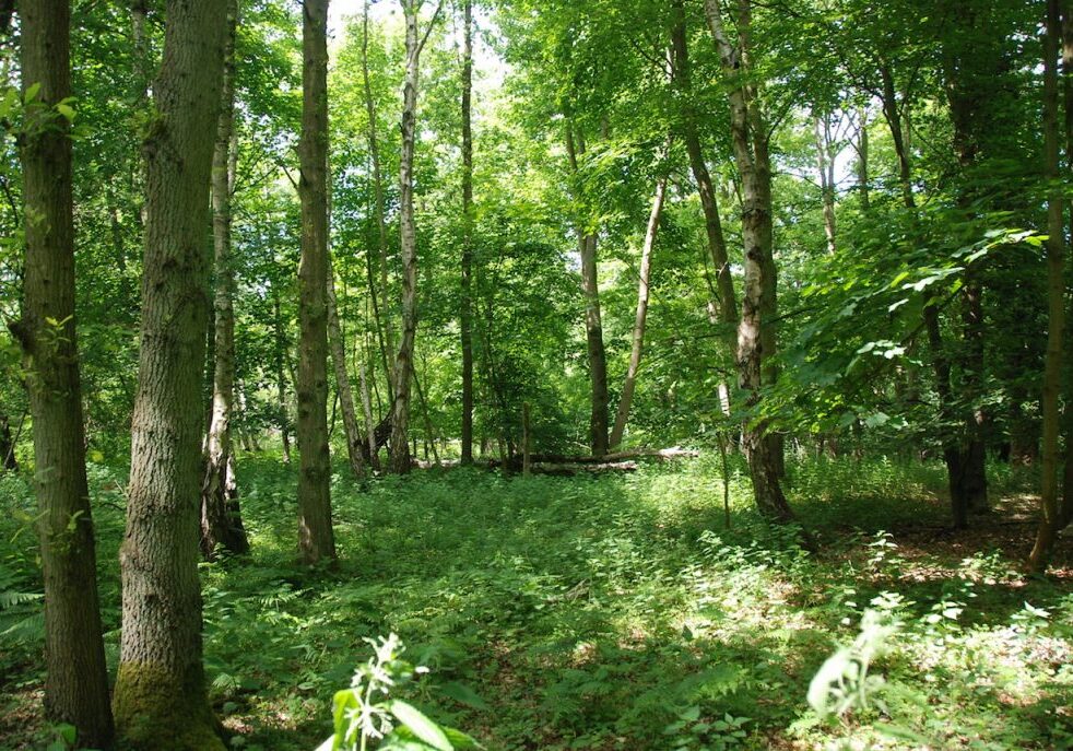 Heckfield Woodland